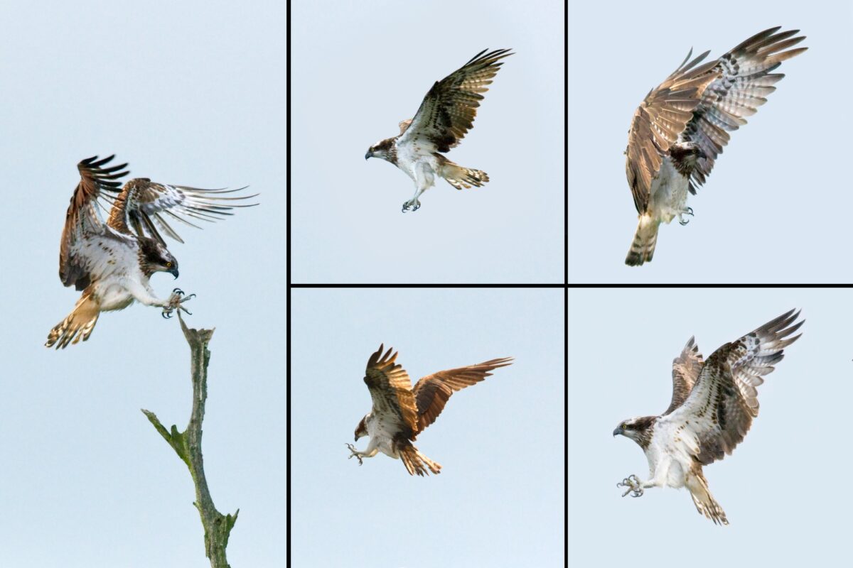 Images d'un balbuzard