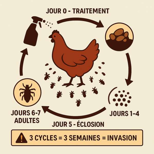 Le cycle de ré-infestation en 7 jours : la boucle infernale