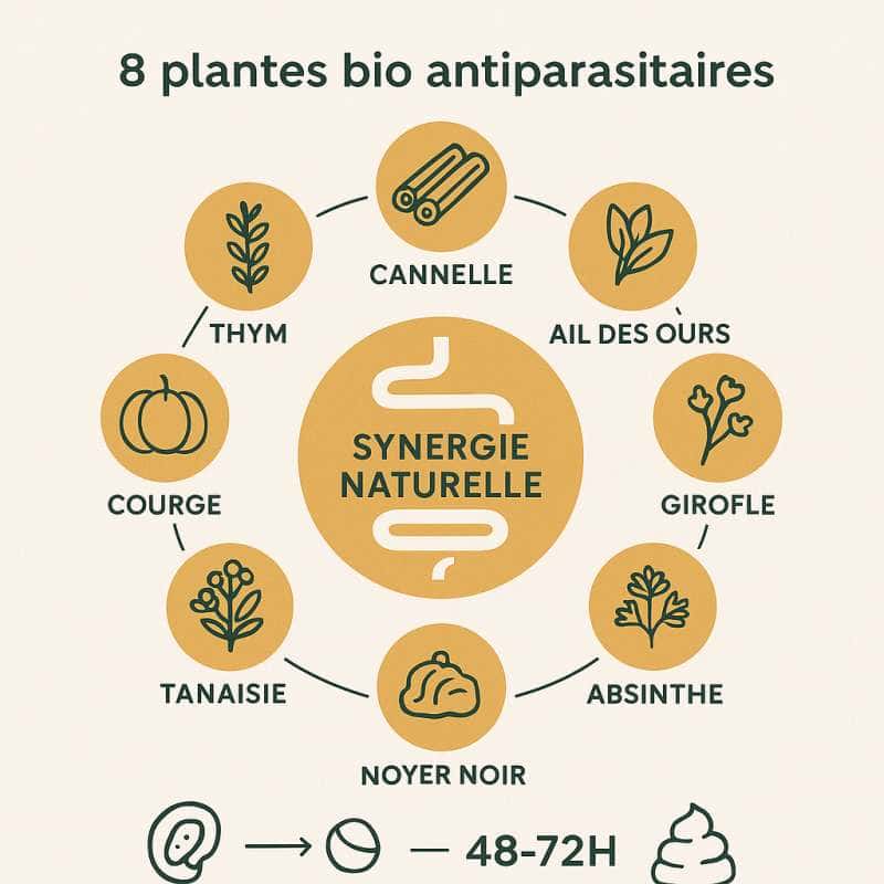 Composition et mode d'action : l'efficacité des 8 extraits de plantes bio