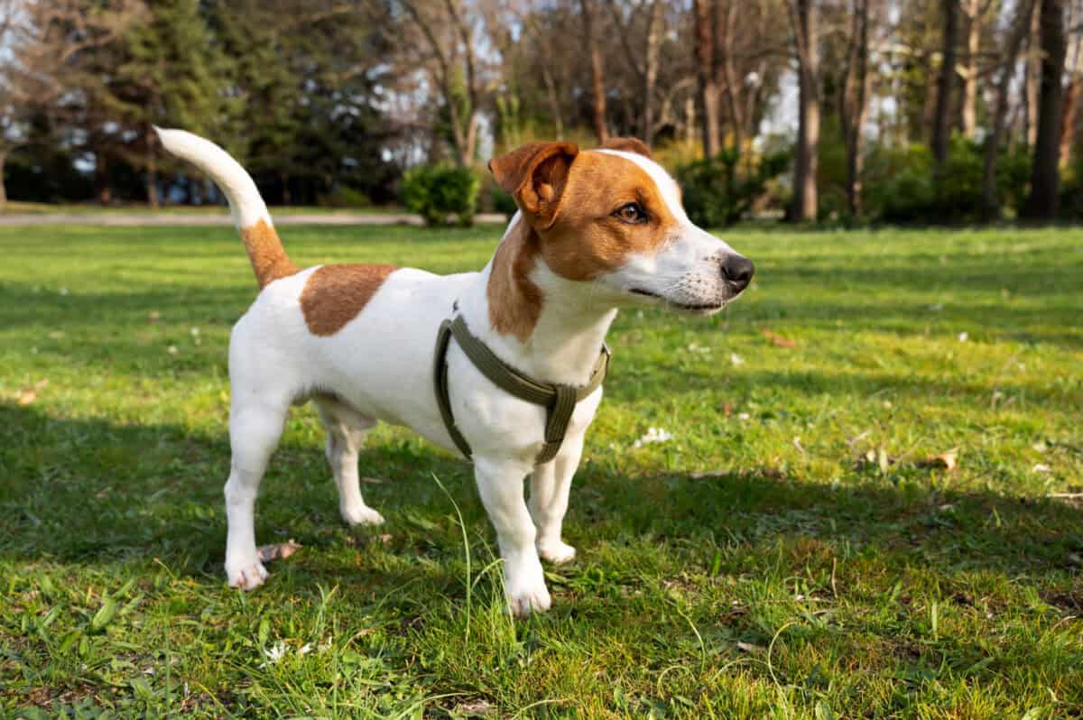 Jack Russel Terrier