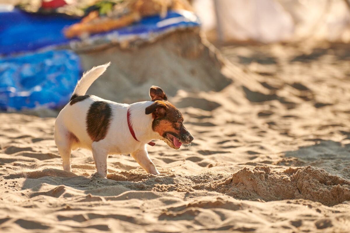 Jack Russell Terrier jouant sur une plage de sable