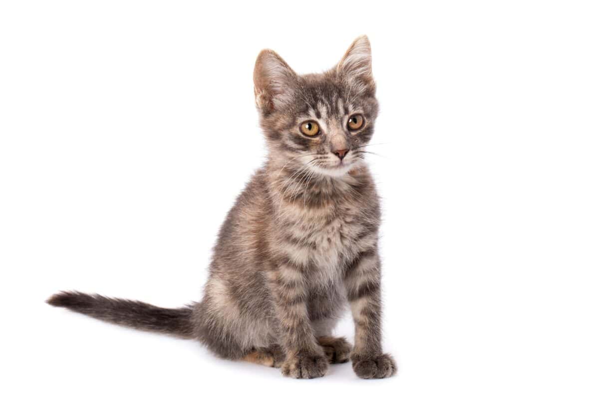 Young grey kitten