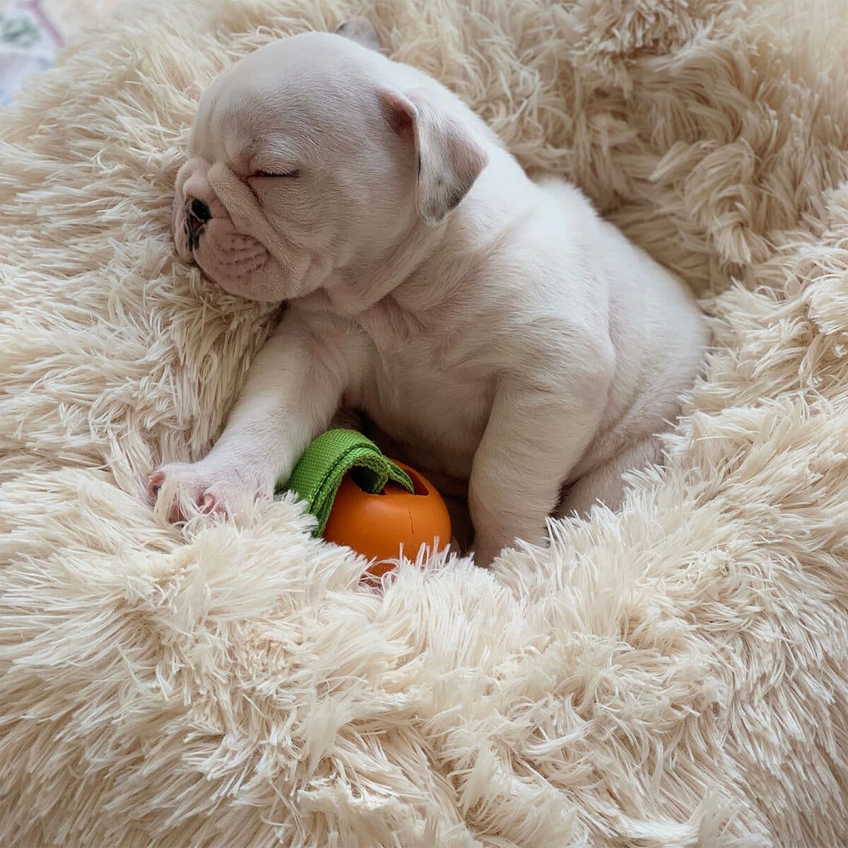 Jeune chiot sur coussin