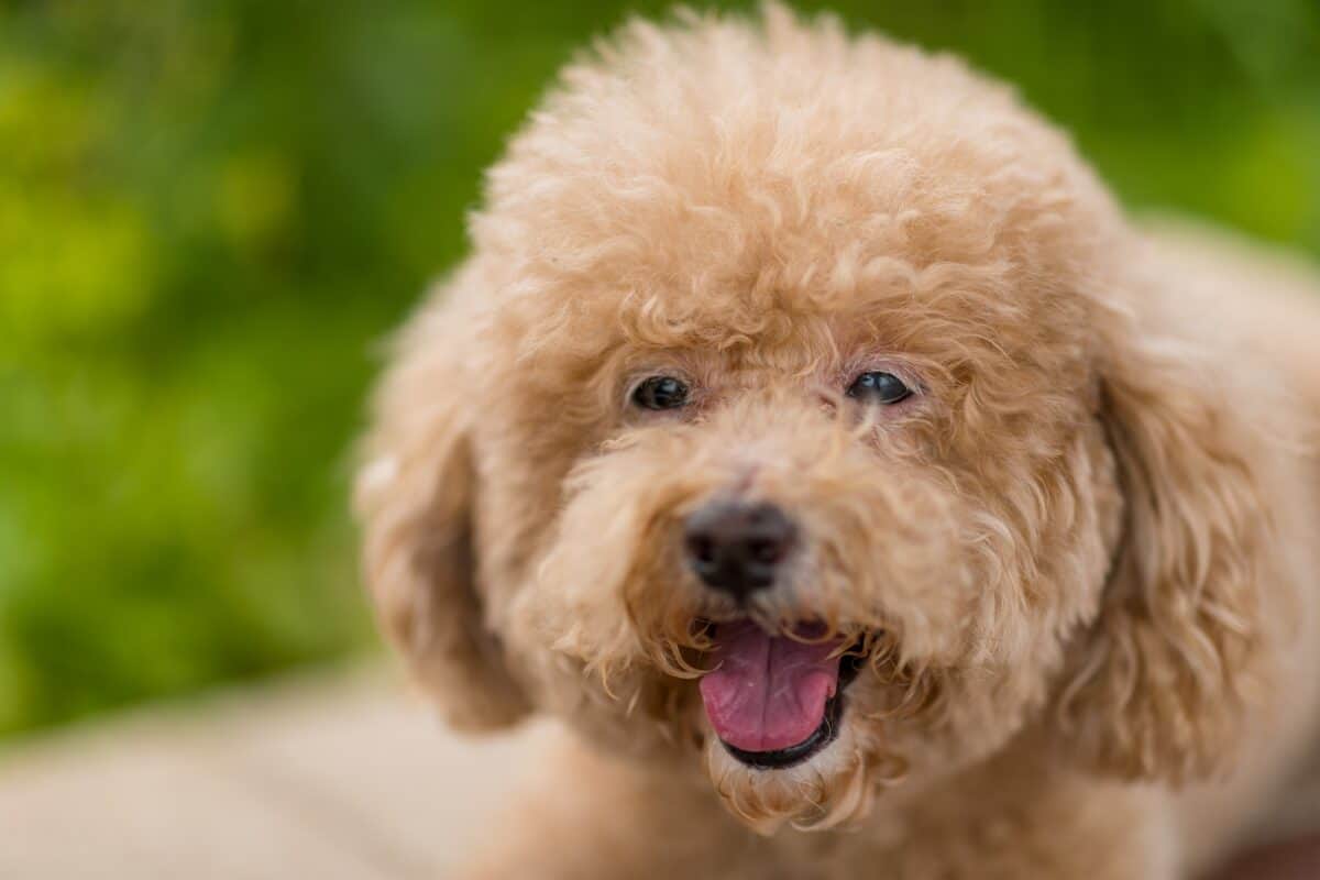 Chien caniche