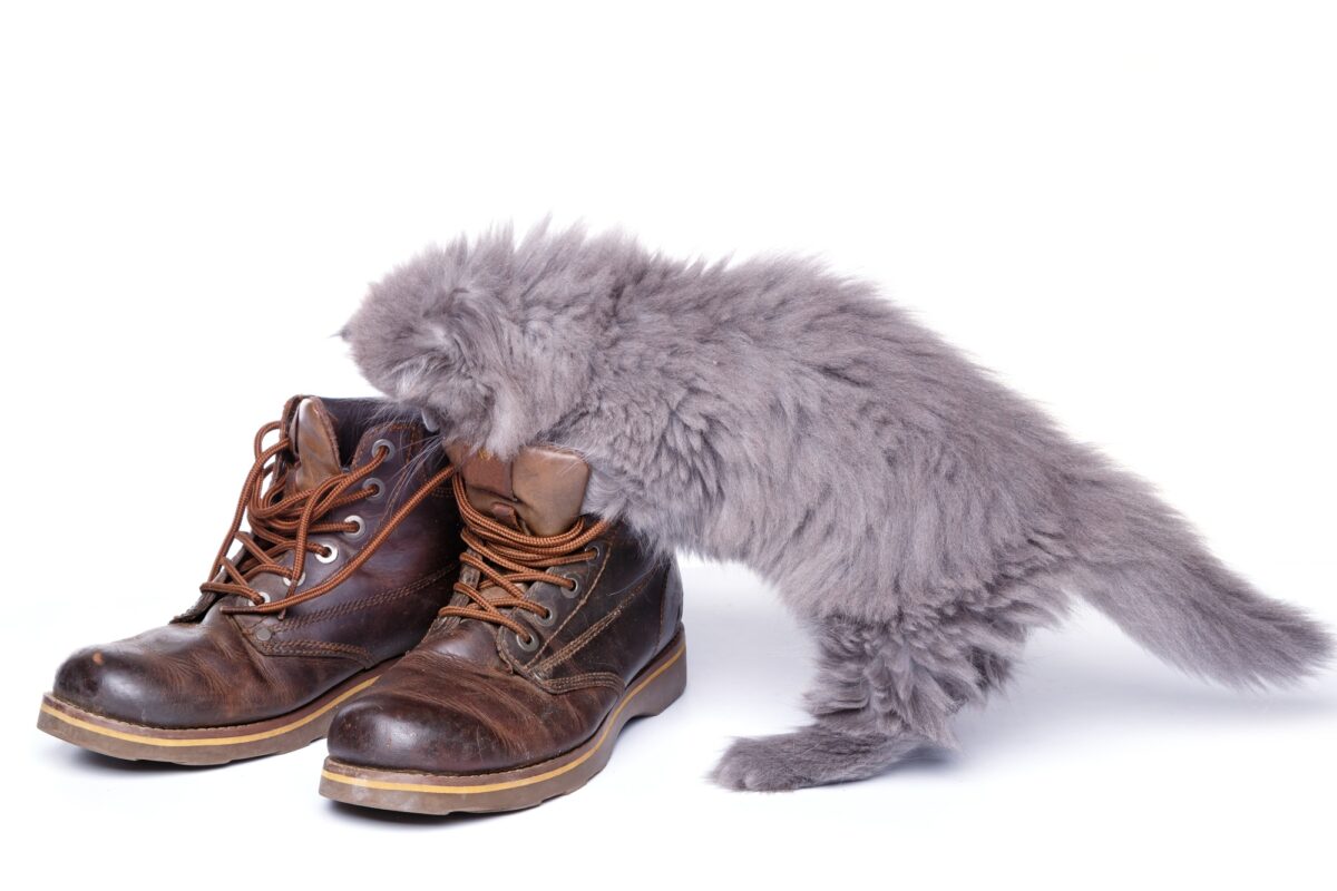 Jeune chat sentant des chaussures en cuir