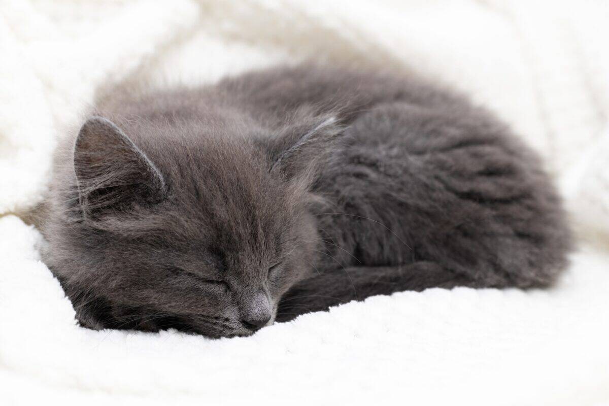 Chaton