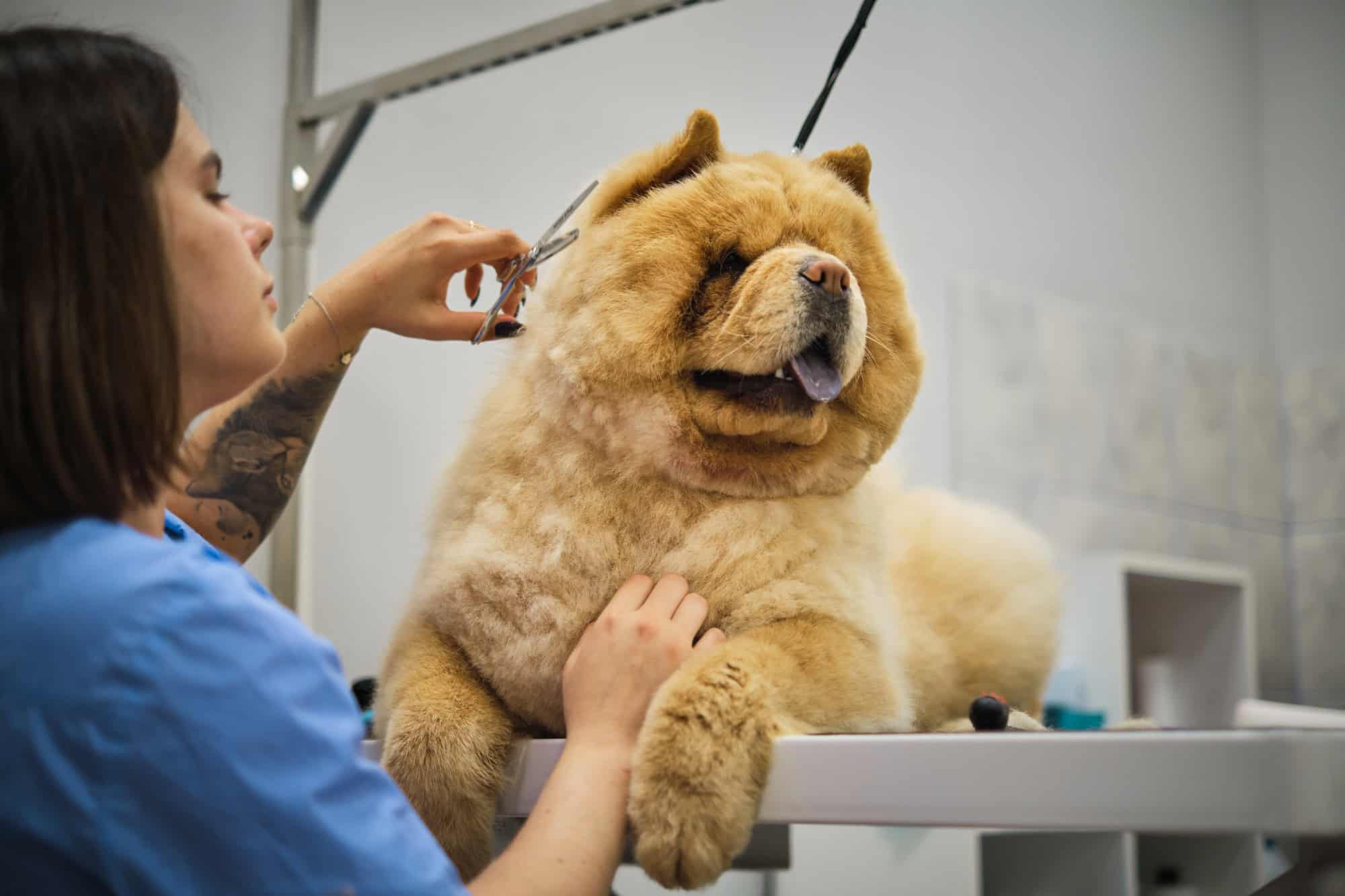 Une toiletteuse coiffe un gros chien roux