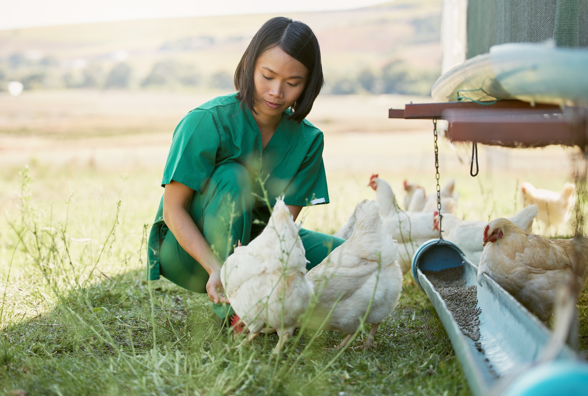 L'élevage, les soins aux animaux et une femme asiatique avec un poulet pour un contrôle médical, une inspection et un examen de santé.