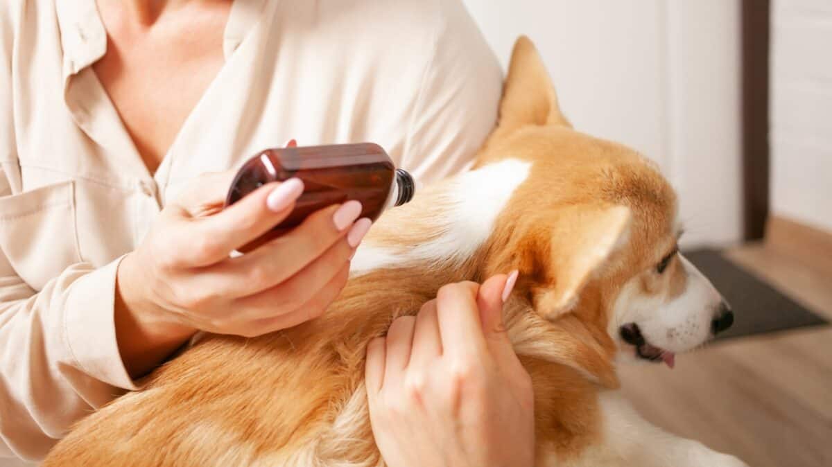 La femme applique des gouttes sur le garrot du chien, protection contre les parasites, les puces et les tiques, traitement de printemps.