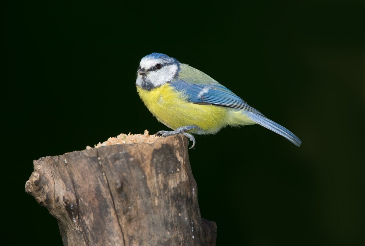 Mésange charbonnière