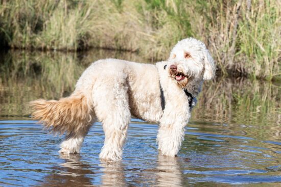 Labradoodle blanc debout dans l'eau