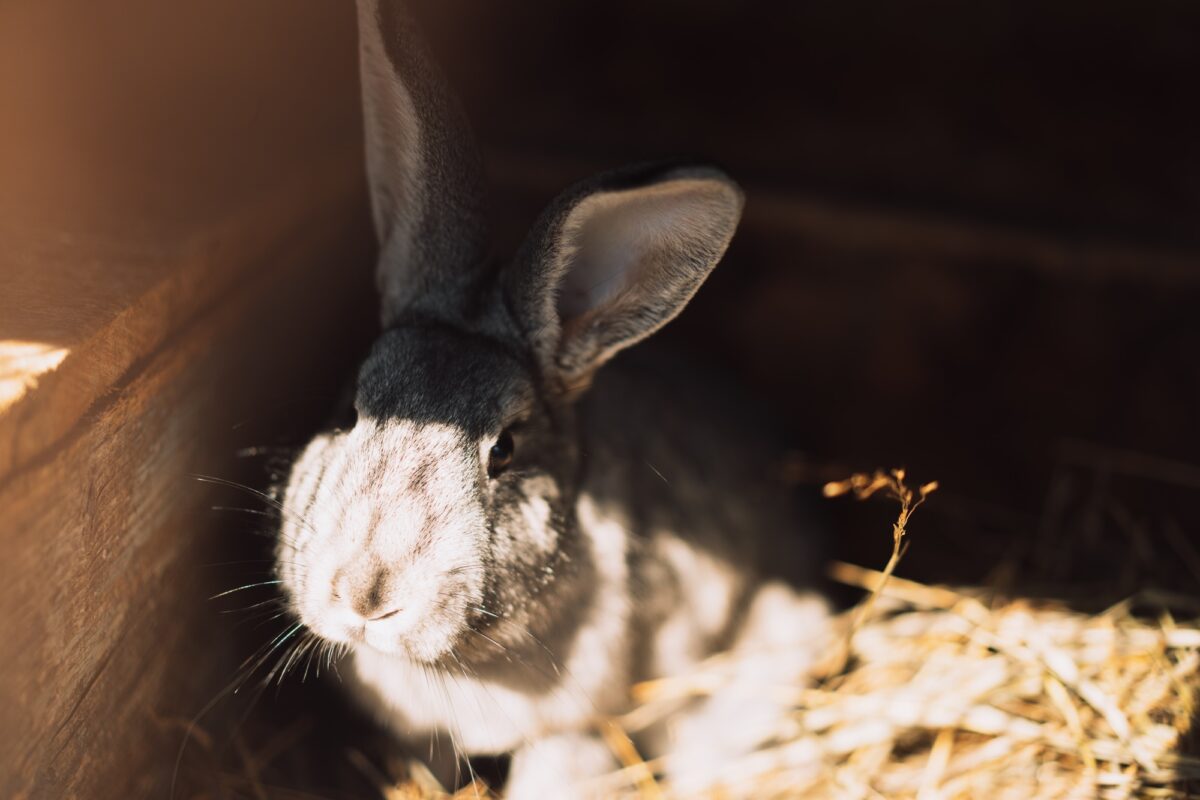 Lapin et soleil