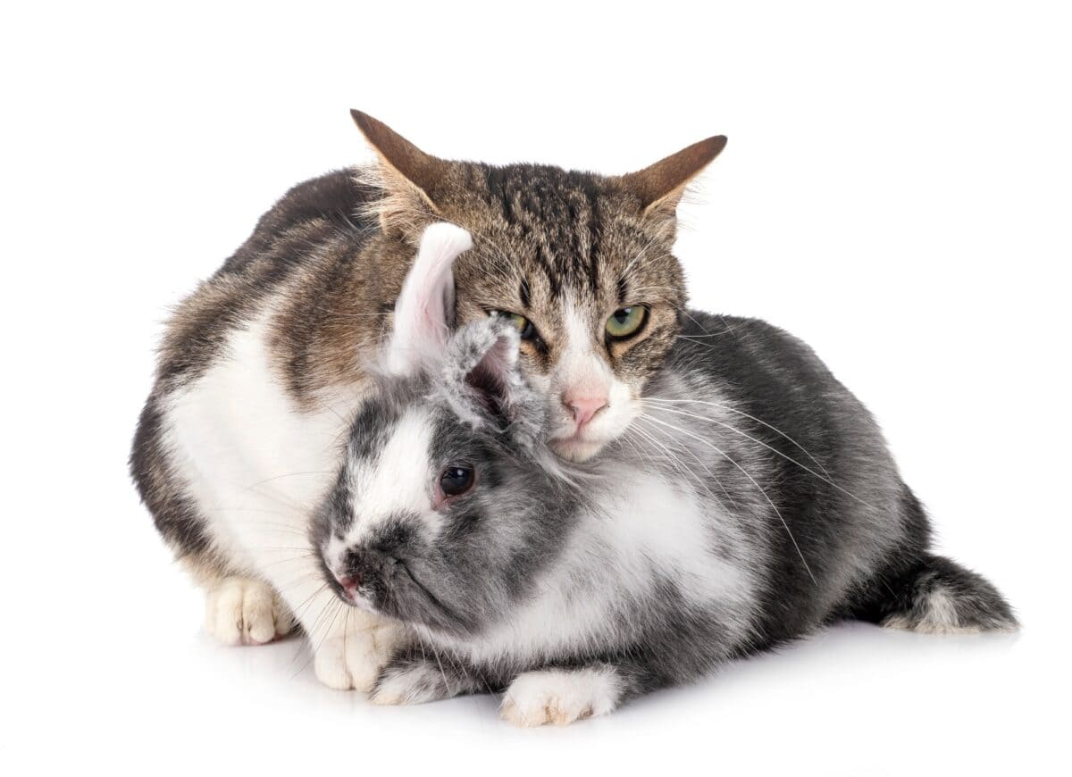 Lapin nain et chat