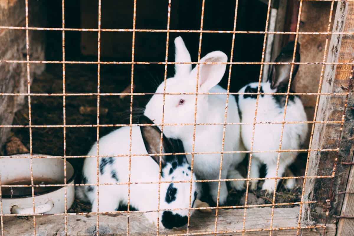 Lapins en cage