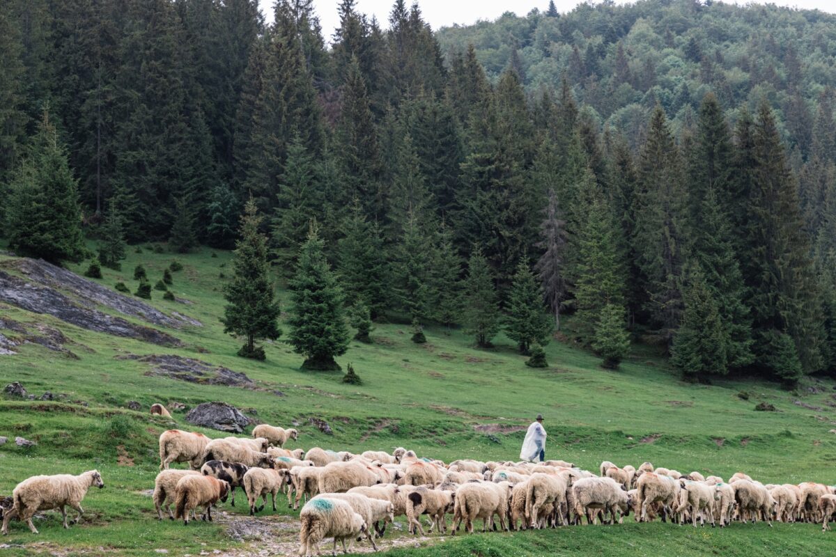 Berger et ses moutons