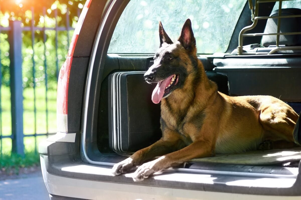 Le berger malinois protège la voiture
