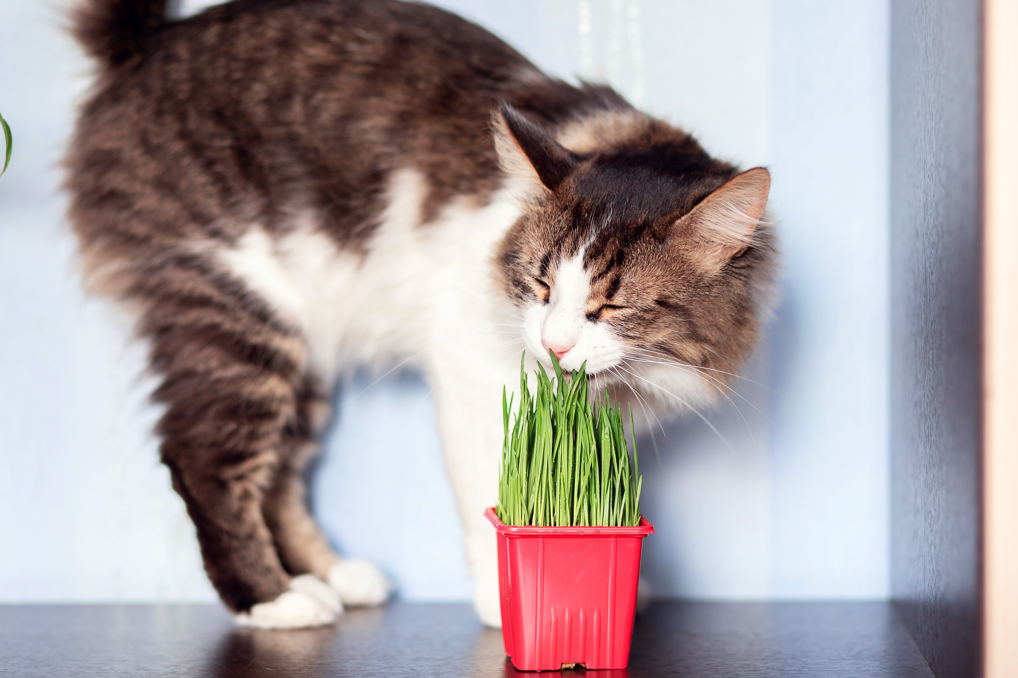 Le chat domestique mange de l'herbe spéciale chat. Cultiver de l'herbe à la maison pour les animaux domestiques. Vitamines pour chats
