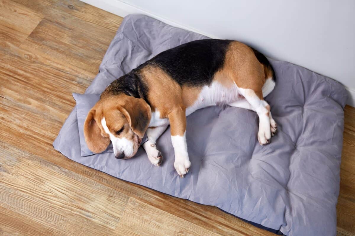 Chien beagle sur coussin moelleux