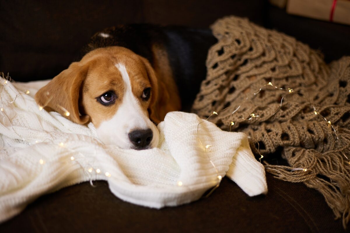 Le chien Beagle, triste, est allongé sur le canapé, sur une couverture tricotée.