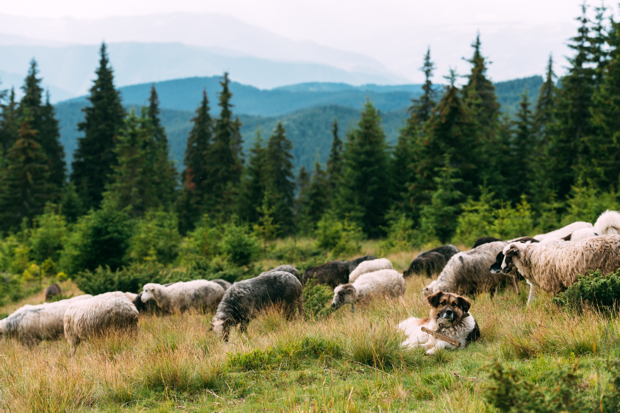 Le chien de berger brun protège les moutons entendus.