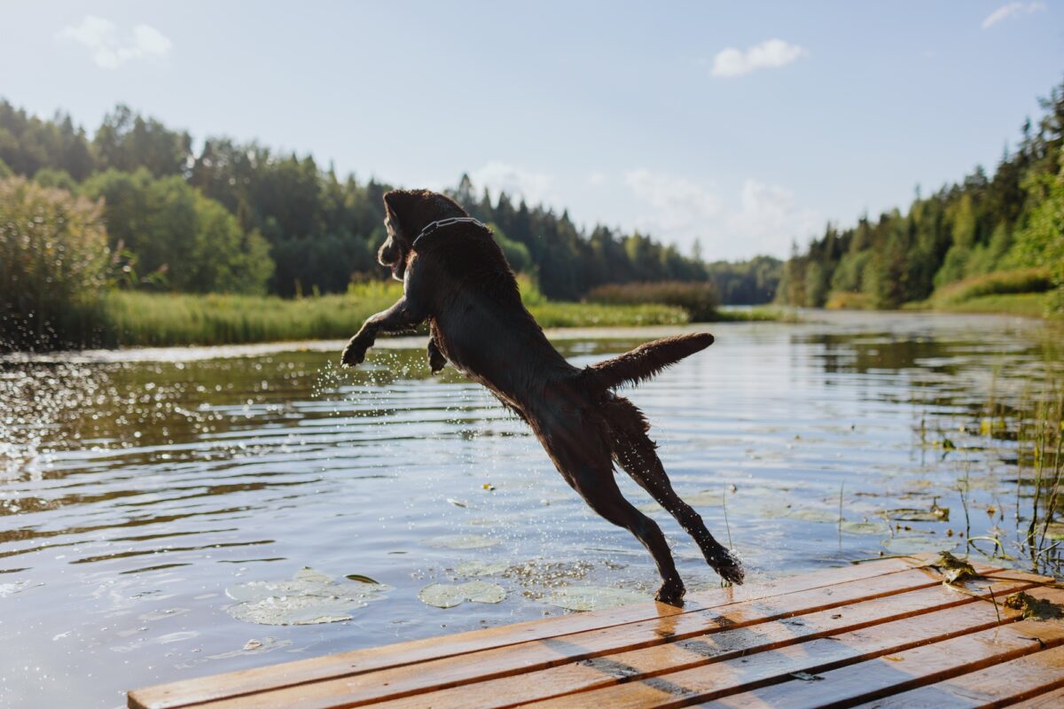 Le chien Labrador retriever se baigne dans la rivière ou le lac en été. L'animal de compagnie saute du pont dans l'eau.