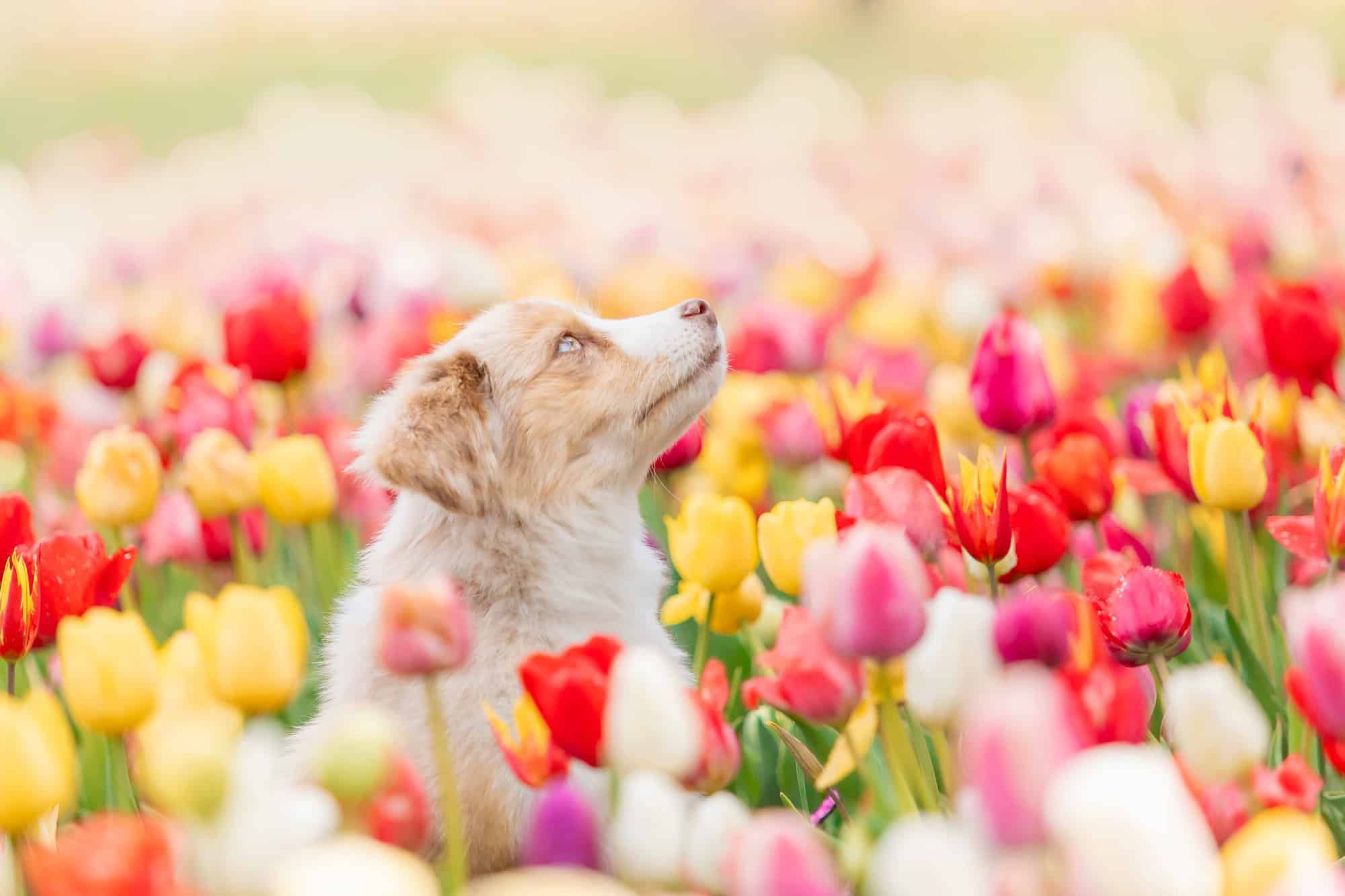 Le chiot berger américain miniature dans les tulipes. Chien dans un champ de fleurs. Floraison. Printemps