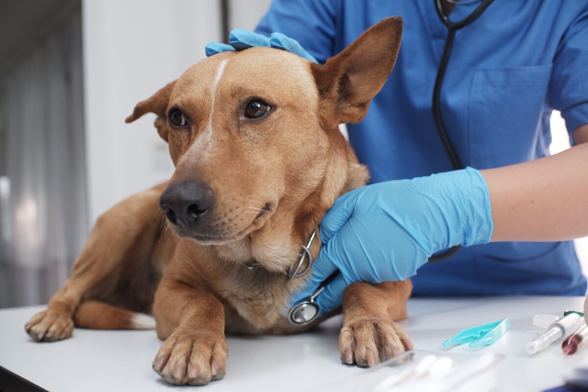 Un docteur vétérinaire examine un chien dans une clinique vétérinaire