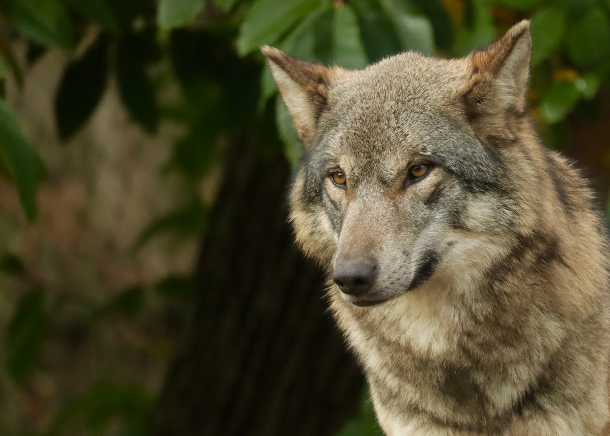 Le loup a l'air menaçant