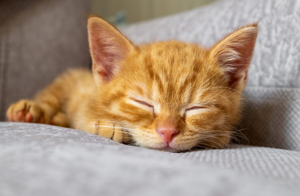 Chaton roux