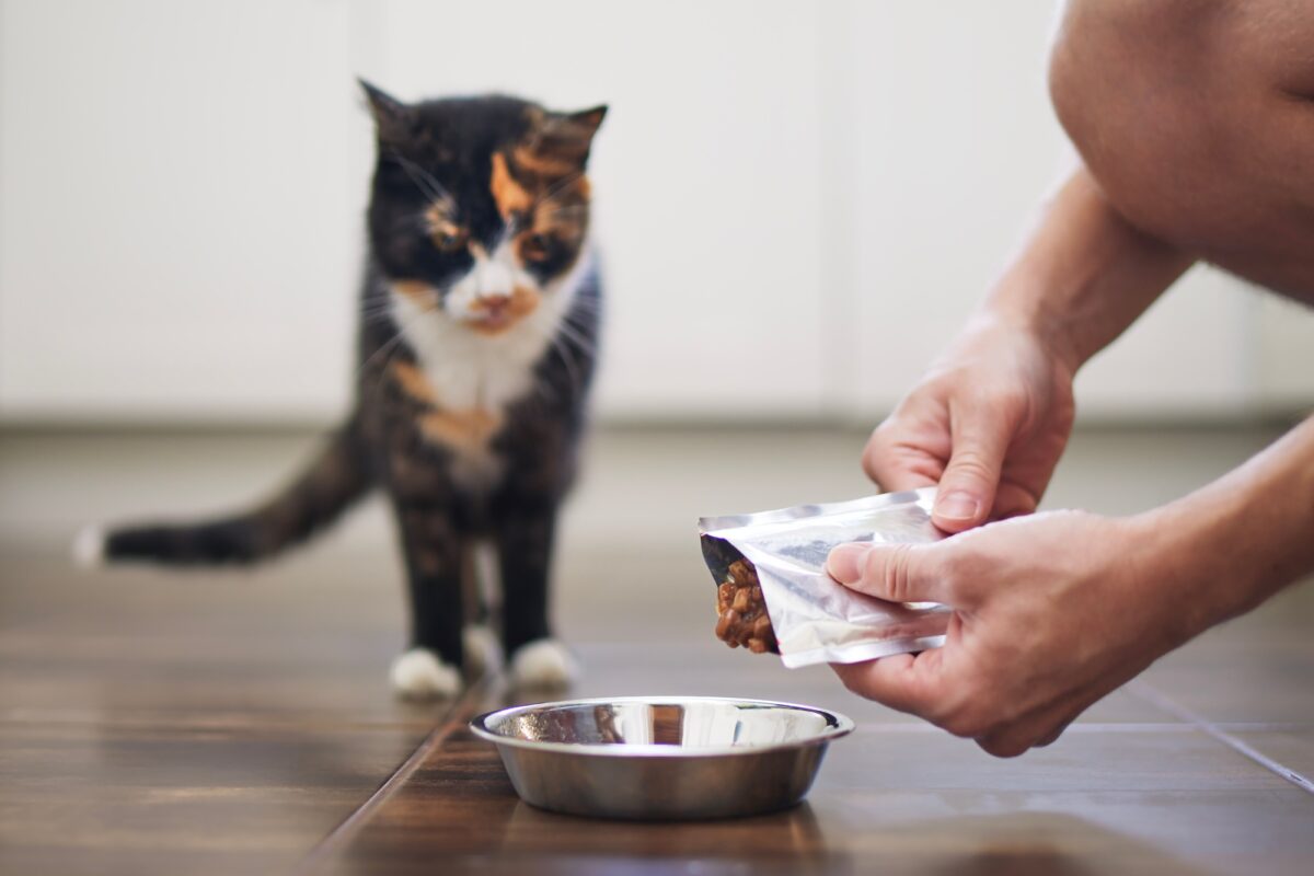 Le propriétaire d'un animal de compagnie nourrit un chat affamé