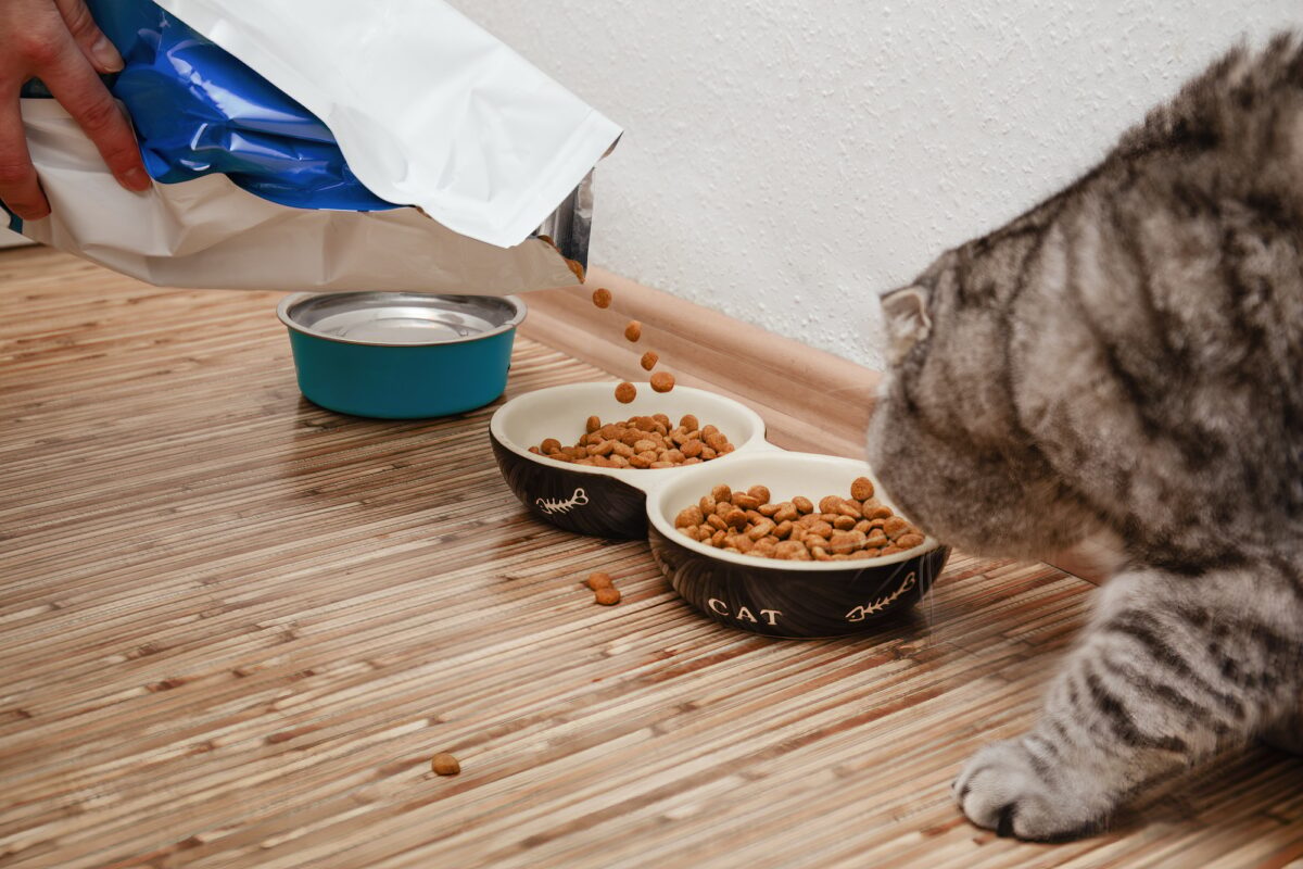 Nourriture sèche pour chat