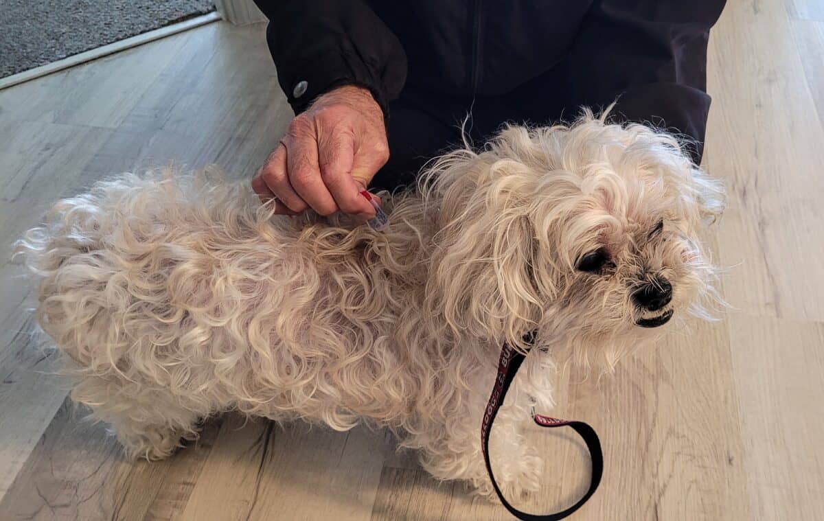 Le propriétaire d'une maison a un chien qui a des puces et applique un insecticide sûr sur son cou jusqu'à son dos.