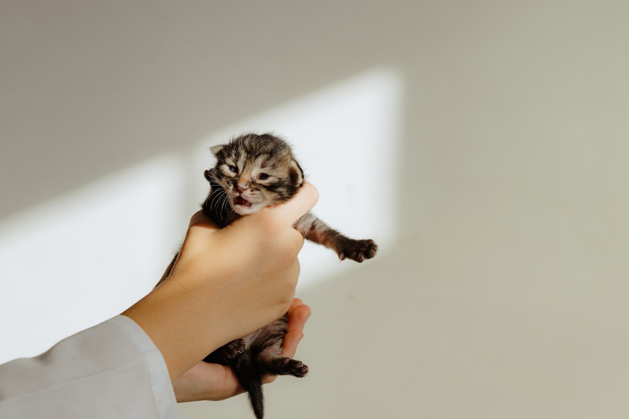 Les mains de la jeune fille tiennent un chaton nouveau-né.