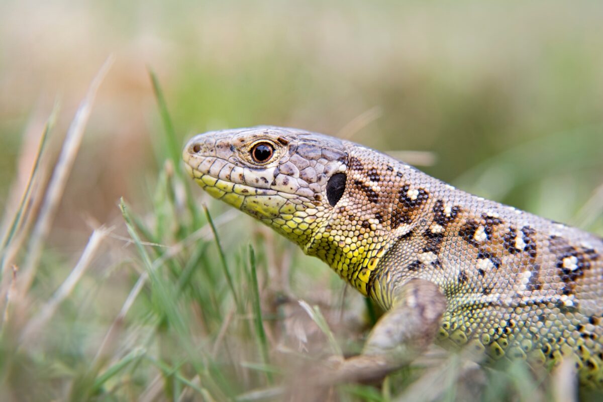 lézard de jardin