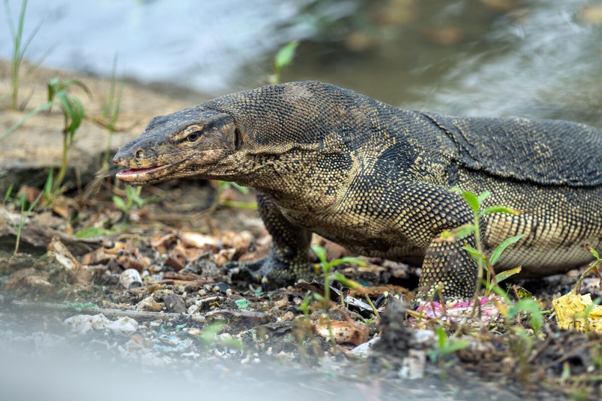 Lézard-moniteur (Varanus) en chasse