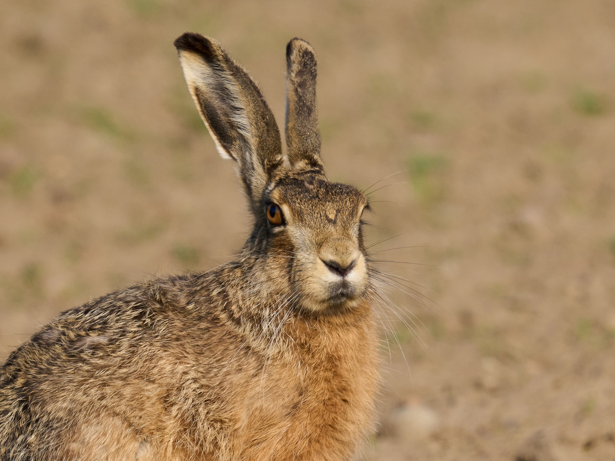 Lièvre d'Europe (Lepus europaeus)