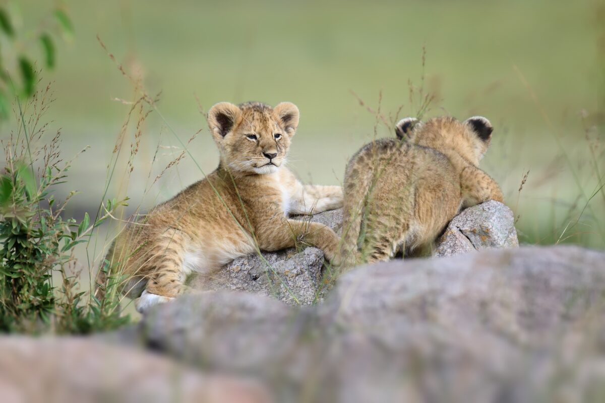 Lionceau
