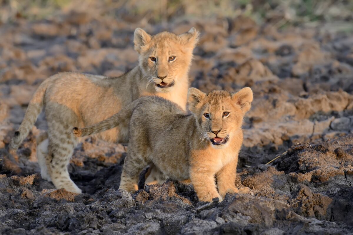 Lionceau africain