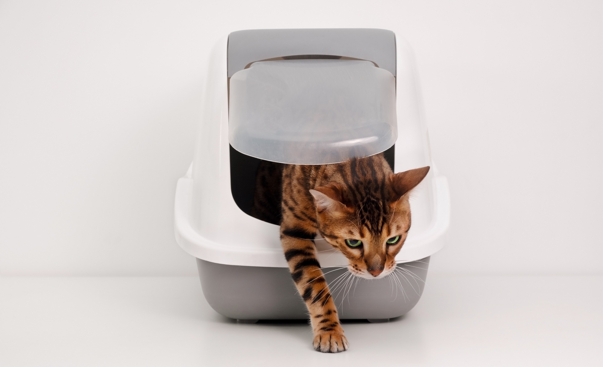 Litière pour chat
