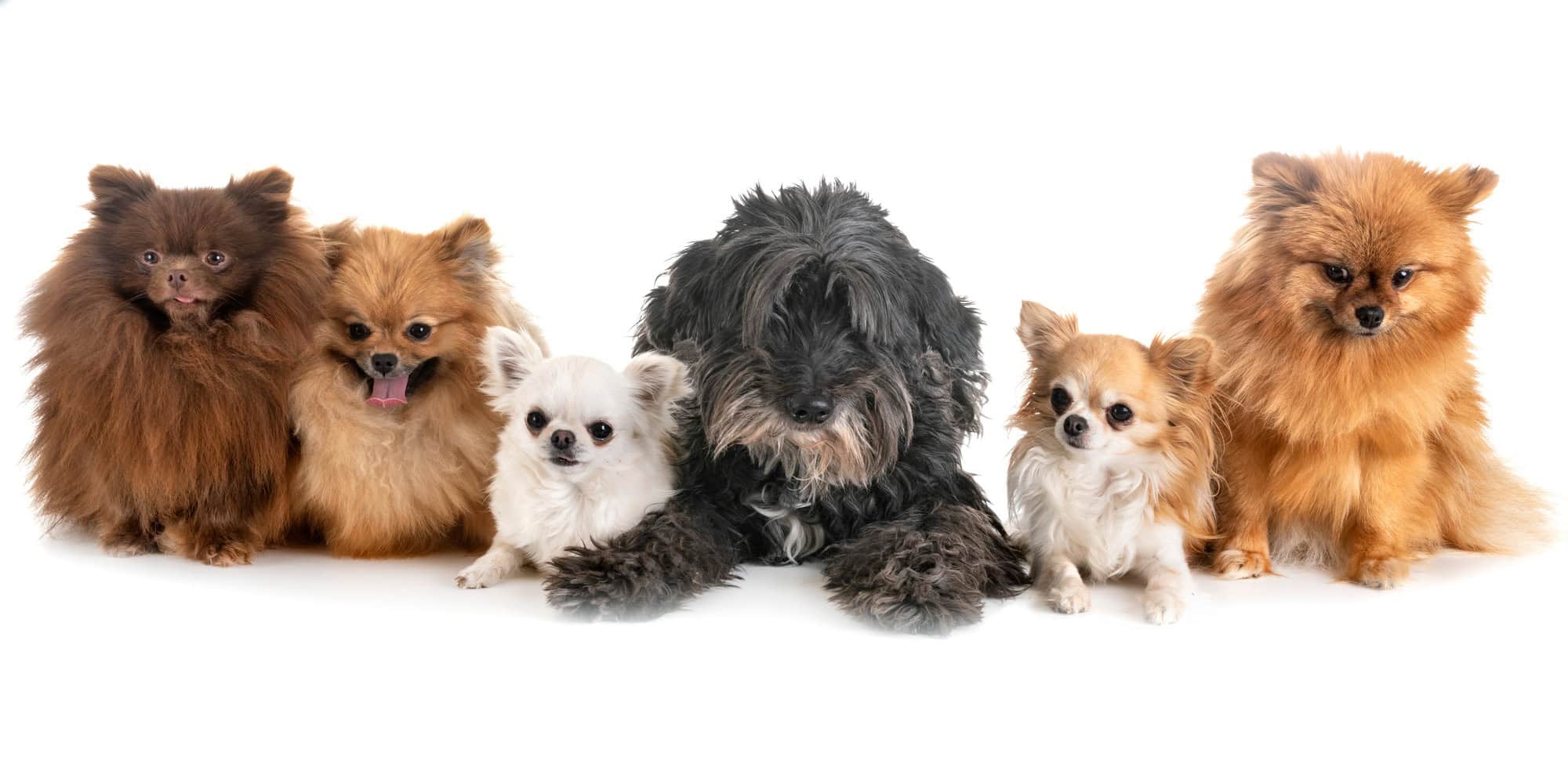 petits chiens en studio