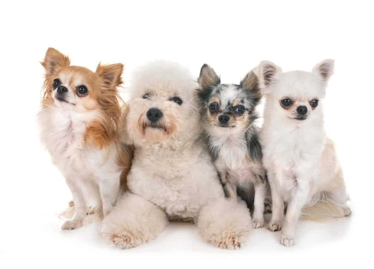 petits chiens en studio