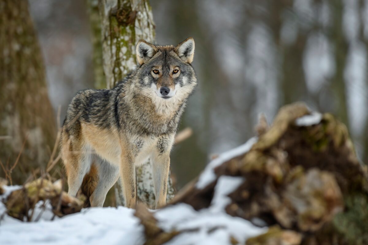 Loup gris dans l'habitat naturel