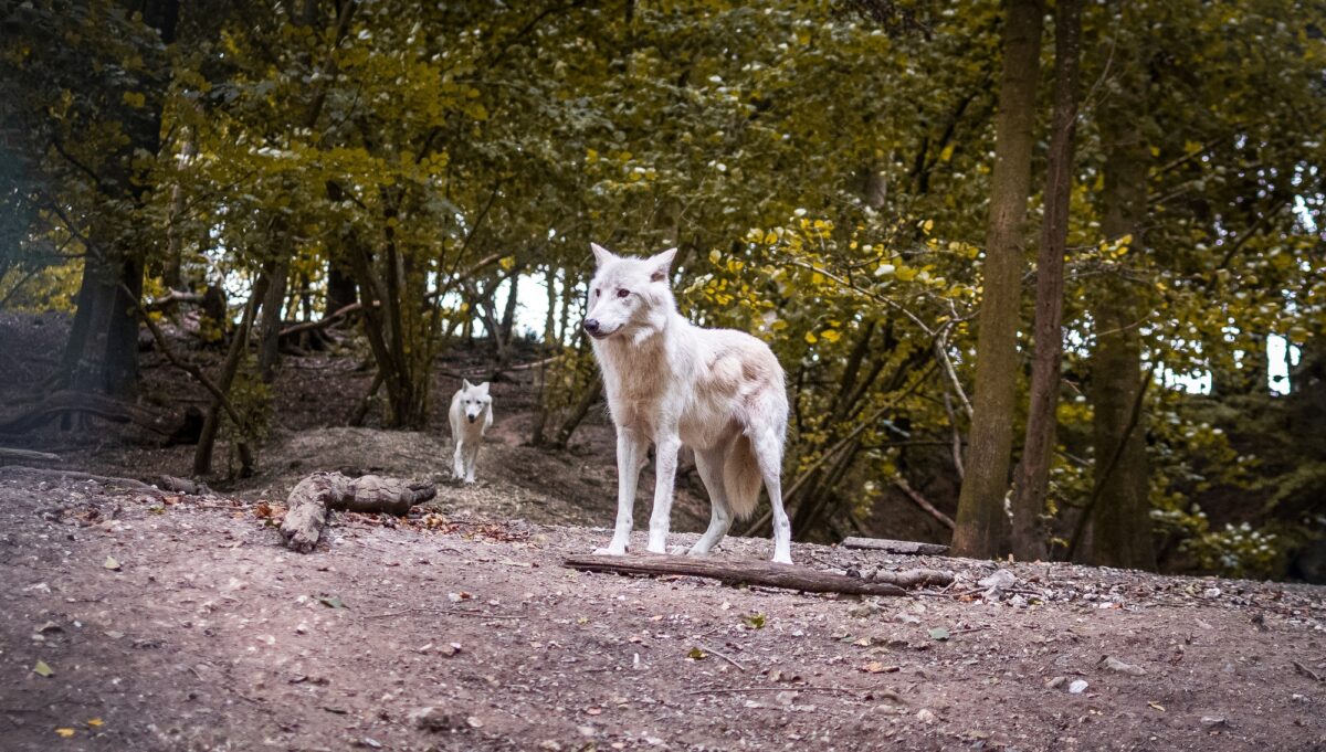 Loups blancs en France, Parc canadien