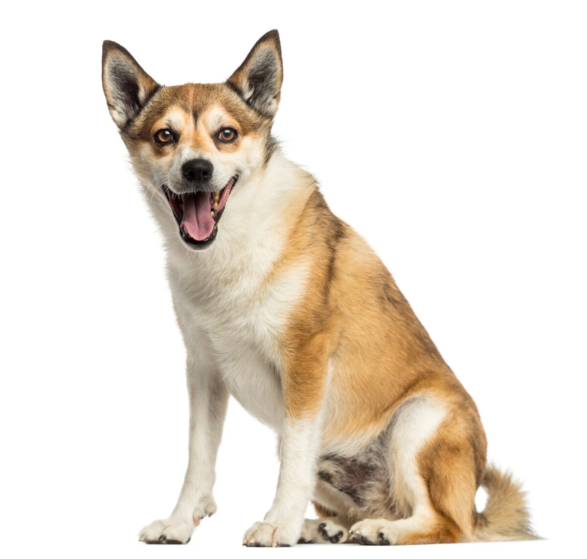 Lundehund, chien norvégien