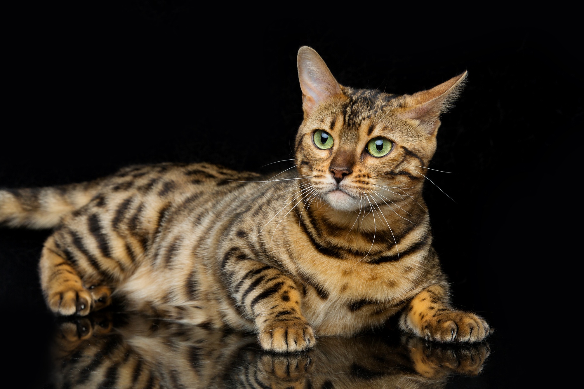 Magnifique chat du Bengale