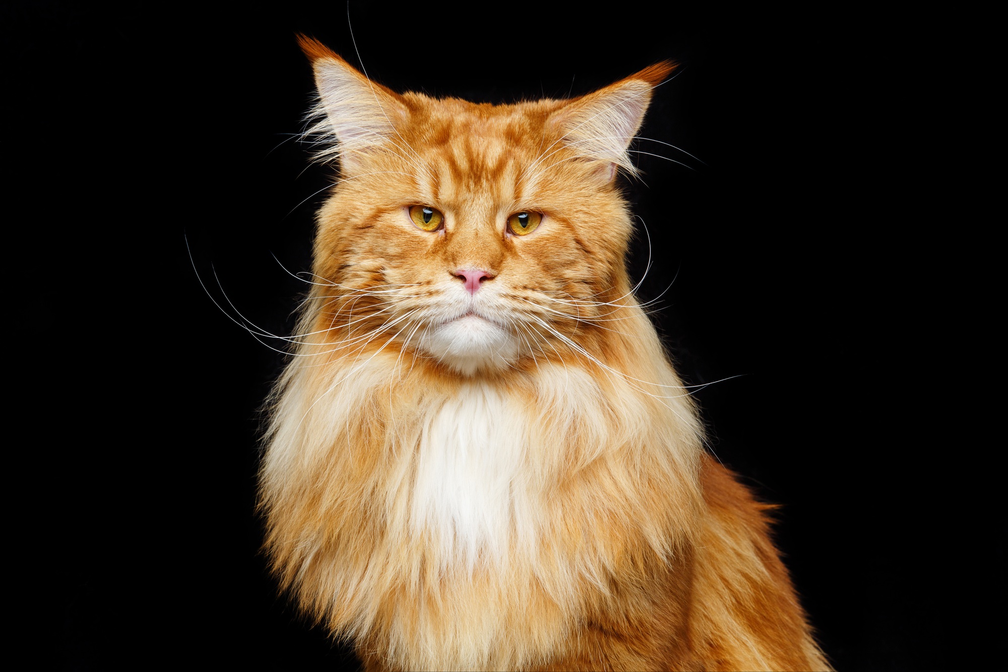 Chat maine coon