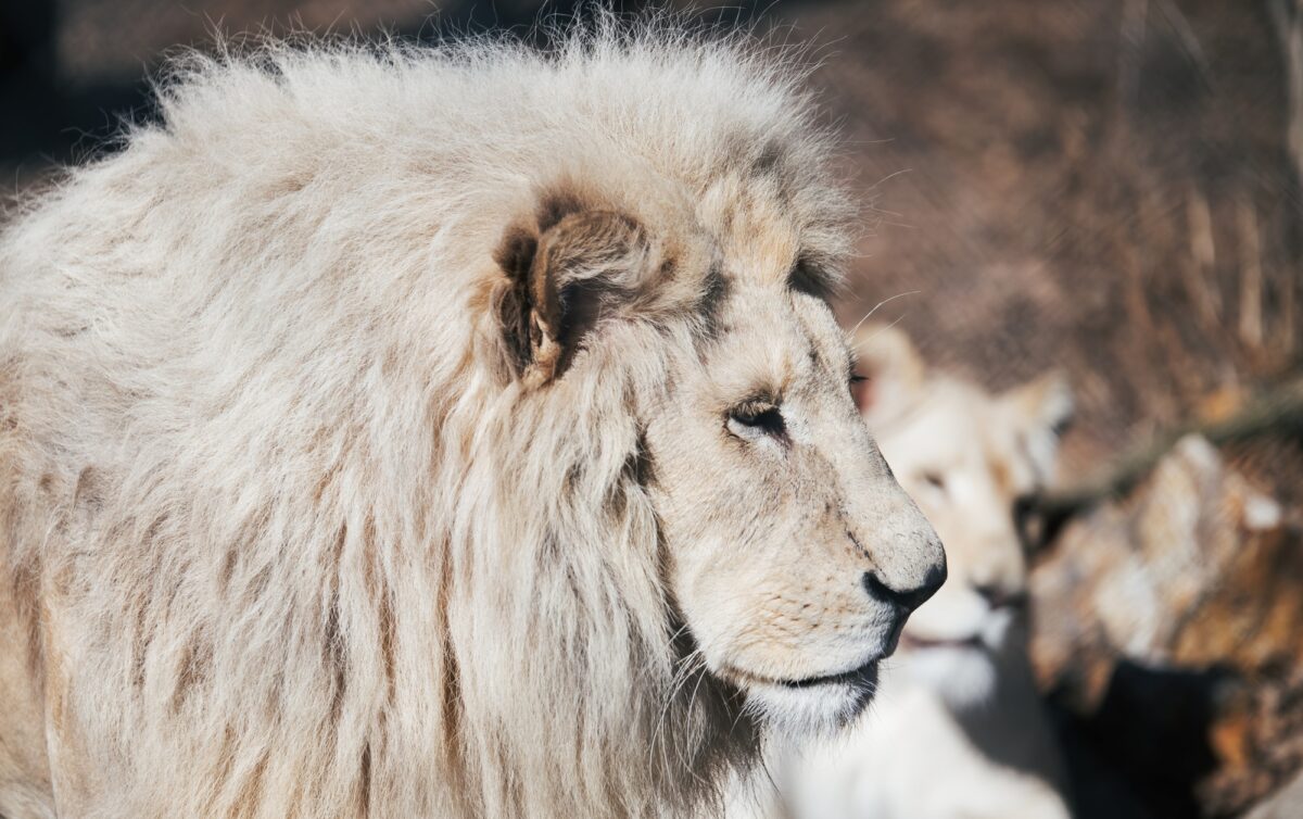 Lion blanc albinos