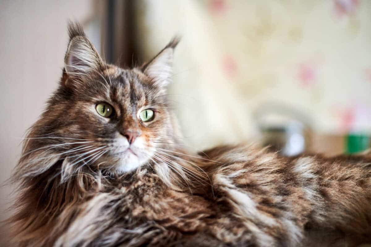 Chat Maine coon 