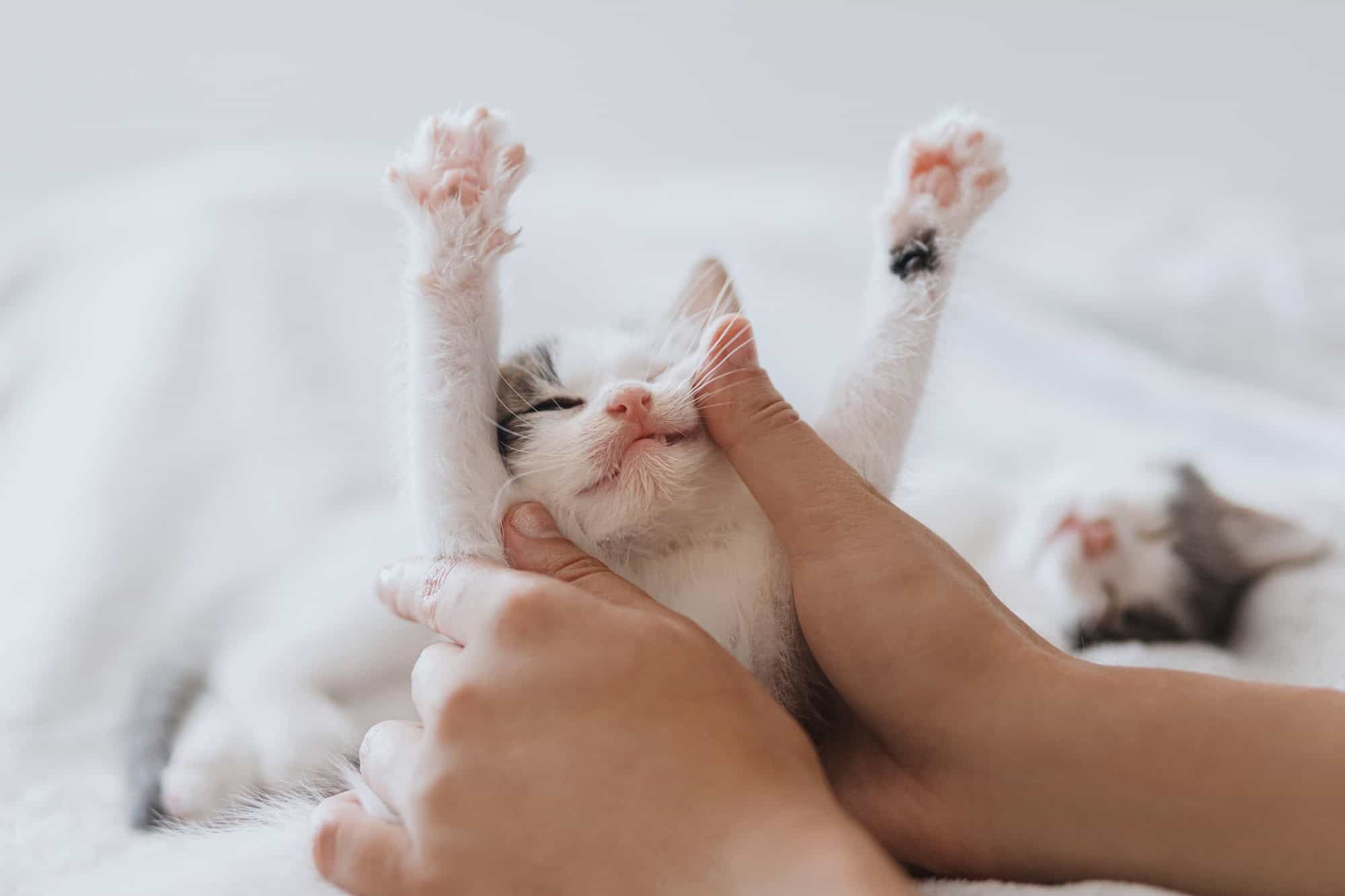Mains tenant un mignon petit chaton endormi sur un lit moelleux. Adoption. Doux chaton dans les mains dans la chambre