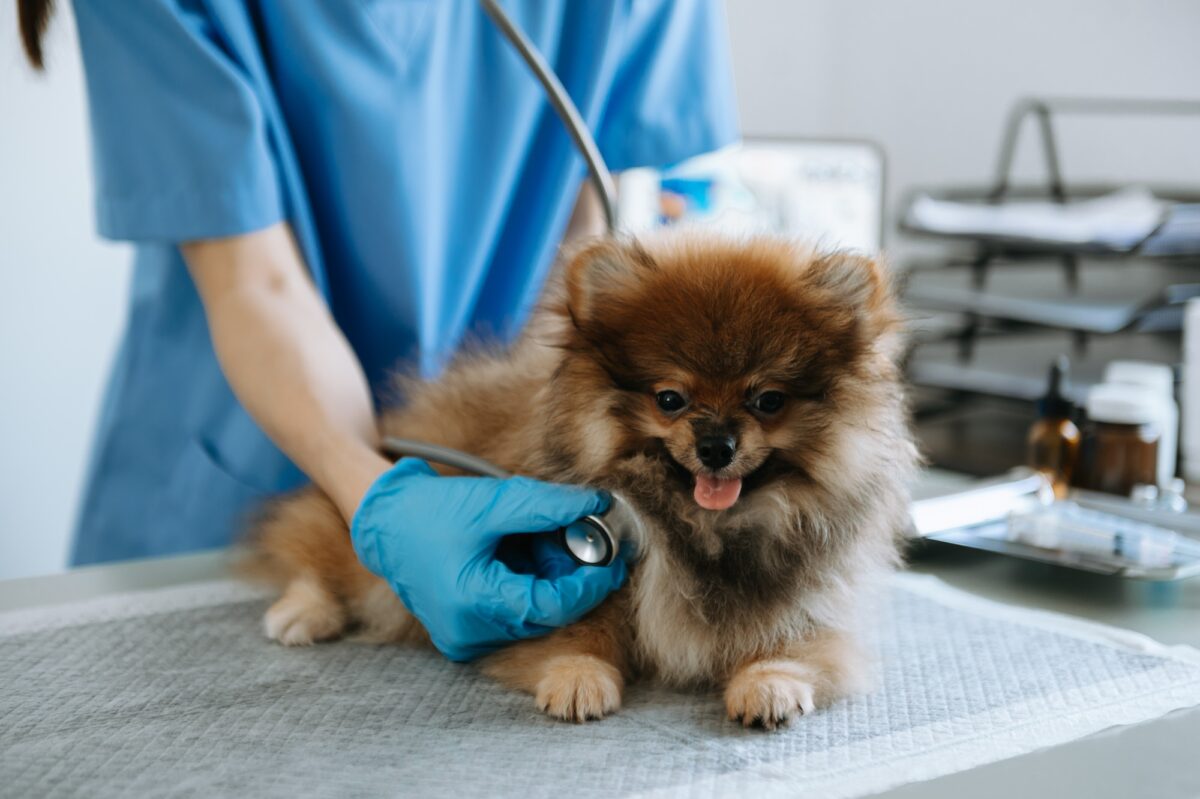 Médecin vétérinaire et chiot de Poméranie